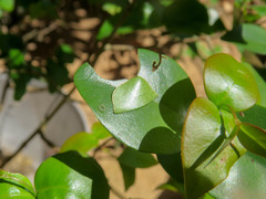 Phocides polybius phanias