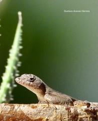 Anolis serranoi