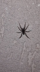 Paratrochosina amica