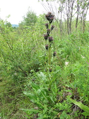 Saussurea baicalensis