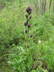 Saussurea baicalensis