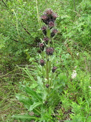 Saussurea baicalensis