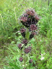 Saussurea baicalensis
