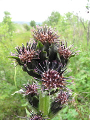 Saussurea baicalensis