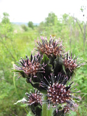 Saussurea baicalensis