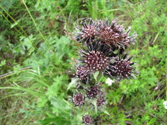 Saussurea baicalensis