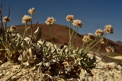 Eriogonum diatomaceum