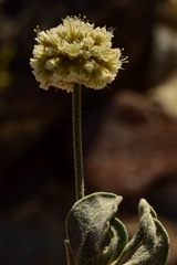 Eriogonum diatomaceum