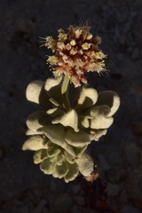 Eriogonum diatomaceum
