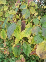 Cornus sanguinea