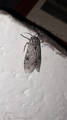 Hypercompe abdominalis