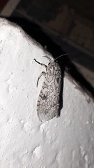 Hypercompe abdominalis