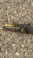 Melanoplus differentialis