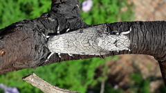 Hypercompe abdominalis