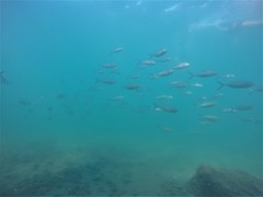 Caranx caballus