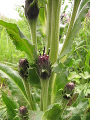 Saussurea baicalensis