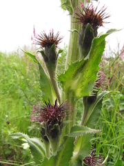 Saussurea baicalensis