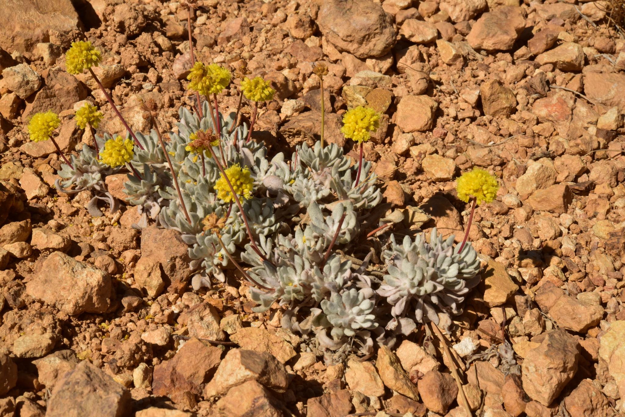Eriogonum ochrocephalum var. ochrocephalum