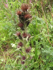 Saussurea baicalensis