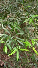 Podocarpus nakaii