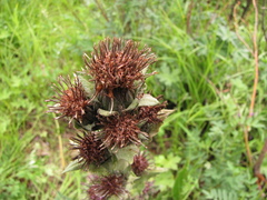 Saussurea baicalensis