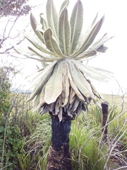 Espeletia pycnophylla