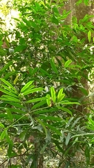 Podocarpus nakaii