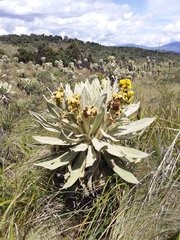 Espeletia pycnophylla