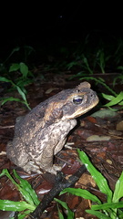 Rhinella marina