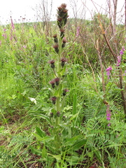 Saussurea baicalensis