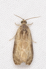 Olethreutes inornatana