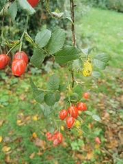Rosa