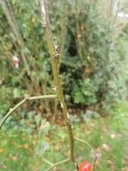 Rosa
