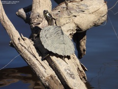 Graptemys sabinensis