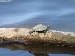 Graptemys sabinensis