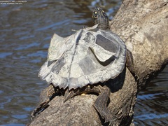 Graptemys sabinensis