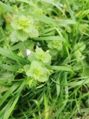 Veronica persica