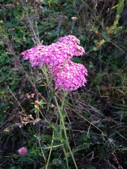 Achillea asiatica