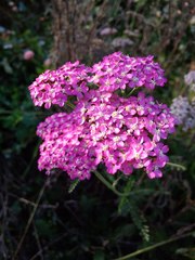 Achillea asiatica