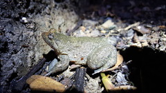 Occidozyga laevis