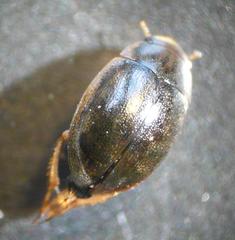 Laccobius ytenensis