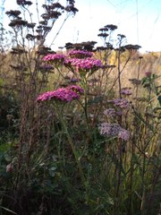 Achillea asiatica