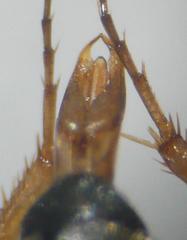 Laccobius ytenensis