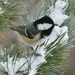 Coal Tit - Photo (c) nature_with_krista, some rights reserved (CC BY-NC)