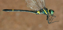 Macromia flavocolorata