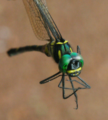Macromia flavocolorata