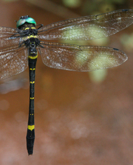 Macromia flavocolorata