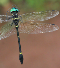 Macromia flavocolorata