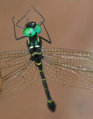 Macromia flavocolorata