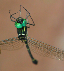 Macromia flavocolorata